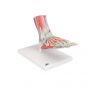 Modèle de squelette du pied avec ligaments et muscles M34/1 