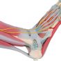 Modèle de squelette du pied avec ligaments et muscles M34/1 