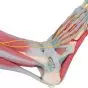 Modèle de squelette du pied avec ligaments et muscles M34/1 