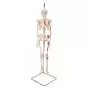 Mini Skeleton - Shorty - Hangend met geverfde spieren A18/6