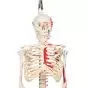 Mini Skeleton - Shorty - Hangend met geverfde spieren A18/6