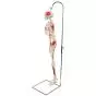 Mini Skeleton - Shorty - Hangend met geverfde spieren A18/6