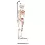 Mini Skeleton - Shorty - Hangend met geverfde spieren A18/6