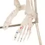 Mini Skeleton - Shorty - Hangend met geverfde spieren A18/6
