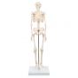 Mini Skelet - Shorty - op een standaard A18