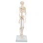 Mini Skelet - Shorty - op een standaard A18