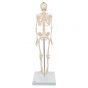 Mini Skelet - Shorty - op een standaard A18