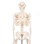Mini Skelet - Shorty - op een standaard A18