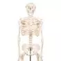Mini Skelet - Shorty - op een standaard A18