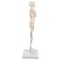 Mini Skelet - Shorty - op een standaard A18