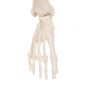 Mini Skeleton - Shorty - hangend A18/1