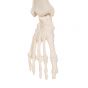 Mini Skeleton - Shorty - hangend A18/1