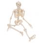 Mini Skeleton - Shorty - hangend A18/1