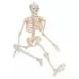 Mini Skeleton - Shorty - hangend A18/1