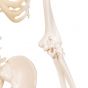 Mini Skeleton - Shorty - hangend A18/1