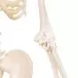 Mini Skeleton - Shorty - hangend A18/1