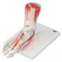 Modèle de squelette du pied avec ligaments et muscles M34/1 
