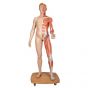 Model of caucasian bisexual human body, Life size, 39-part  B53