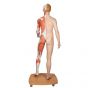 Model of caucasian bisexual human body, Life size, 39-part  B53