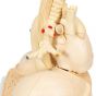 Poumon segmenté G70 3B Scientific Smart Anatomy