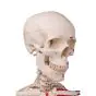 Spier-skelet Max ​​op 5 ster basis A11