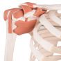 Deluxe Menselijk Skelet Sam, flexibel met spieren en ligamenten, bekken A13