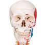 Deluxe Menselijk Skelet Sam, flexibel met spieren en ligamenten, bekken A13