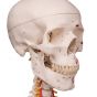Deluxe Menselijk Skelet Sam, flexibel met spieren en ligamenten, bekken A13