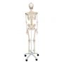 Flexibel Menselijk Skelet Fred, met draad gemonteerde voeten en handen A15