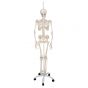 Functional Human Skeleton, A15/3