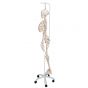 Functional Human Skeleton, A15/3