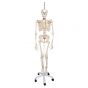 Functional Human Skeleton, A15/3