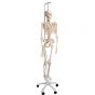 Functional Human Skeleton, A15/3