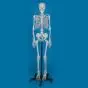 Menselijk skelet "Ben" op 5 wieltjes ​​Erler Zimmer