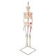 Mini Skeleton - Shorty - Hangend met geverfde spieren A18/6