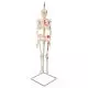 Mini Skeleton - Shorty - Hangend met geverfde spieren A18/6