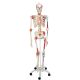 Deluxe Menselijk Skelet Sam, flexibel met spieren en ligamenten, bekken A13