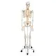 Flexibel Menselijk Skelet Fred, met draad gemonteerde voeten en handen A15