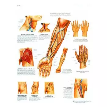 Planche anatomique Vaisseaux sanguins et voies nerveuses cliniquement importants VR2359L