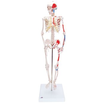 Mini Skelet - Shorty - op een standaard met geverfde spier insertie en oorsprong A18/5