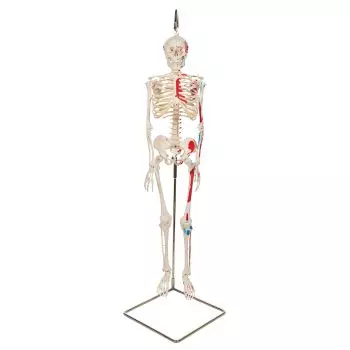 Mini Skeleton - Shorty - Hangend met geverfde spieren A18/6