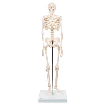Mini Skelet - Shorty - op een standaard A18