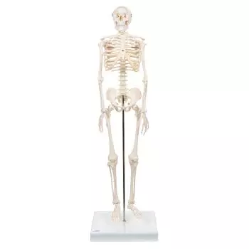 Mini Skelet - Shorty - op een standaard A18