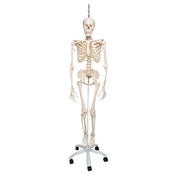 Functional Human Skeleton, A15/3