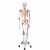 Deluxe Menselijk Skelet Sam, flexibel met spieren en ligamenten, bekken A13