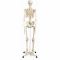Menselijk skelet model Stan, op het bekken gemonteerd op een 5-sterren-voetstuk A10