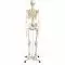 Menselijk skelet model Stan, op het bekken gemonteerd op een 5-sterren-voetstuk A10