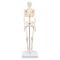Mini Skelet - Shorty - op een standaard A18