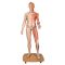 Model of caucasian bisexual human body, Life size, 39-part  B53