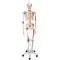 Deluxe Menselijk Skelet Sam, flexibel met spieren en ligamenten, bekken A13